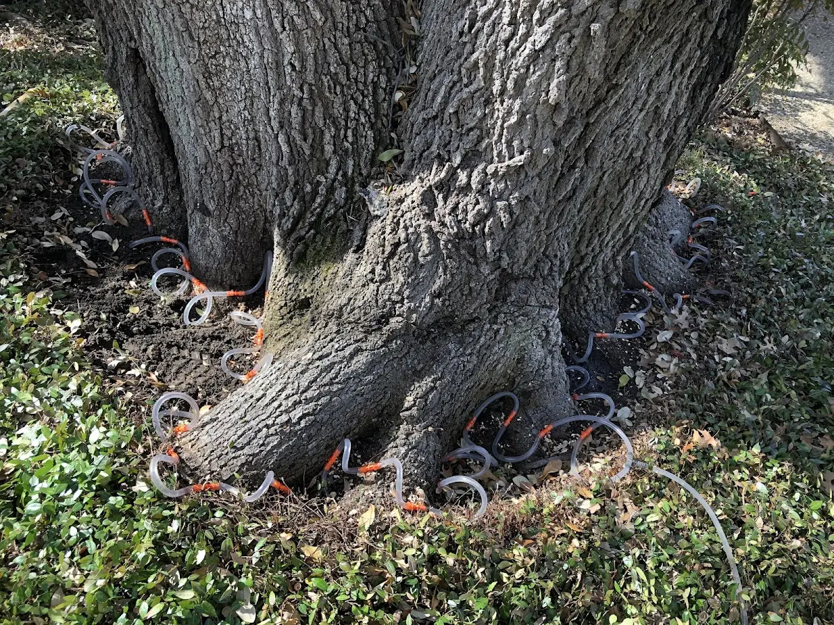 Detailed Tree Cabling and Bracing job site in San Cristobal