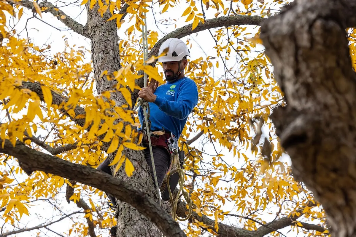 Skilled Storm Damage Cleanup crew working in San Cristobal